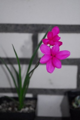 Balkon213 17294yy.jpg