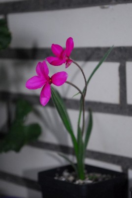 Balkon213 17298yy.jpg