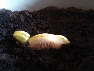 Mango_2.jpg