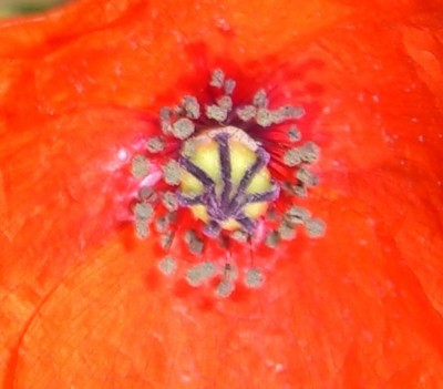 CIMG1536 - Kopie.JPG