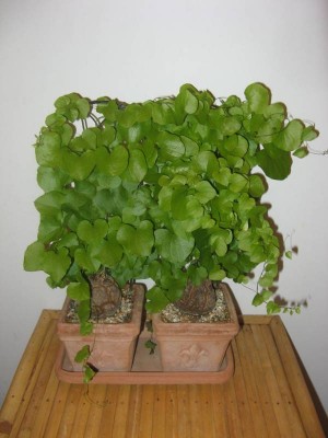 Dioscorea elephantipes_130924.JPG