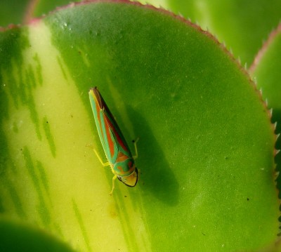 perfekt getroffen....jpg