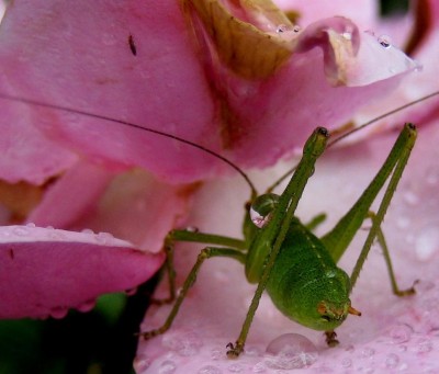 punktierte Zartschrecke nach Regenguß.jpg