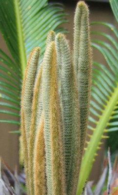 Neuwedel der Cycas-Revoluta.jpg