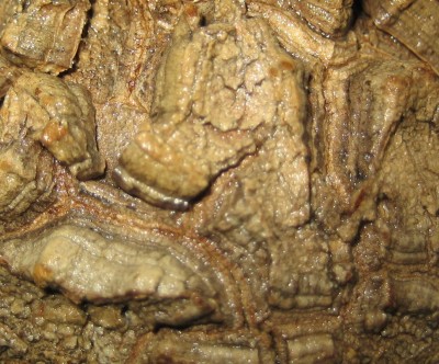 Caudex von Dioscorea.jpg