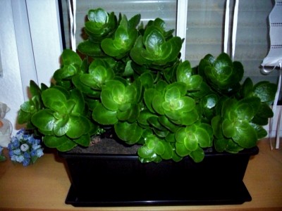 Kalanchoe blossfeldiana.jpg
