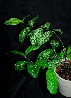 Dracaena213 004yy.jpg