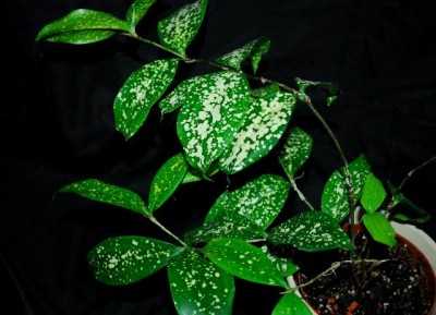 Dracaena213 005yy.jpg