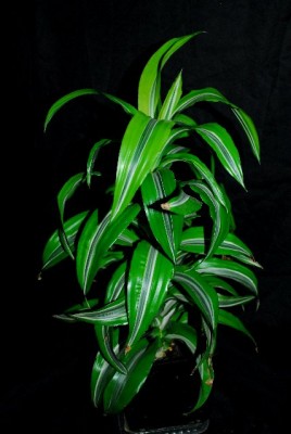 Dracaena213 002yy.jpg