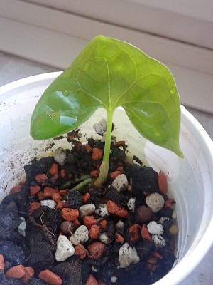 nephthytis_afzelii_1.jpg
