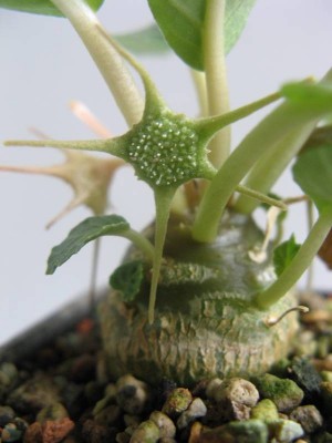 Dorstenia foetida_02.jpg