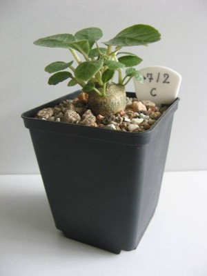 Dorstenia foetida_03.jpg