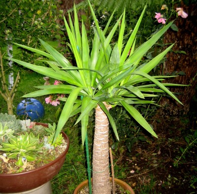 Yucca-elephantipes.jpg