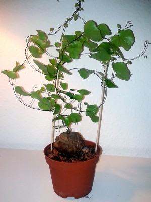 dioscorea_elephantipes_full.jpg