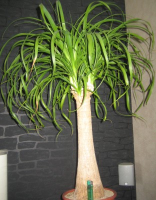 2013 Herbst 3 015.jpg