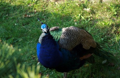 pfau.jpg