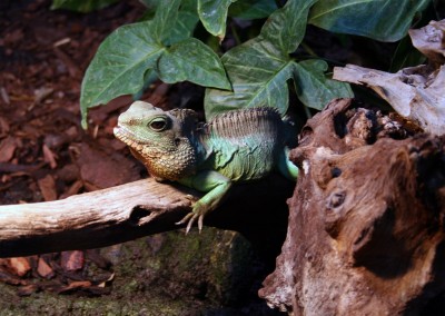 Grüne Wasseragame.jpg