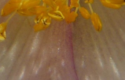 P1060419k.jpg