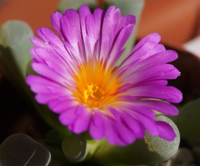 Frithia Pulchra Blüte.jpg