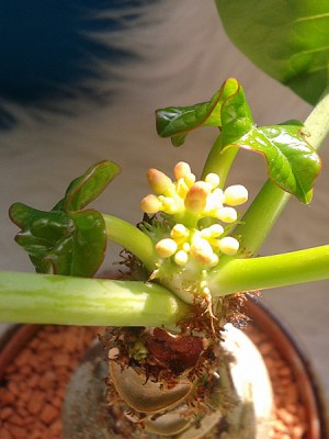 jatropha_podagrica.jpg