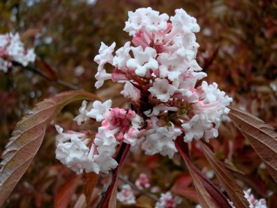 15.10.2007 viburnum.jpg