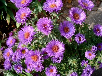 15.10.2007 aster.jpg
