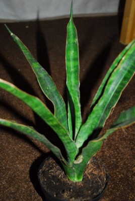 Sansevieria 011yy.jpg