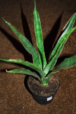Sansevieria 012yy.jpg