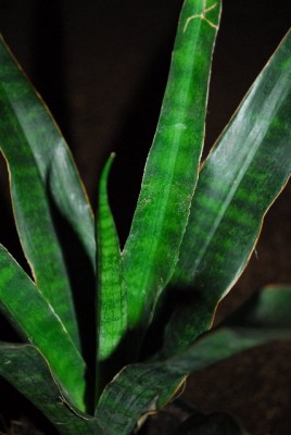 Sansevieria 013yy.jpg