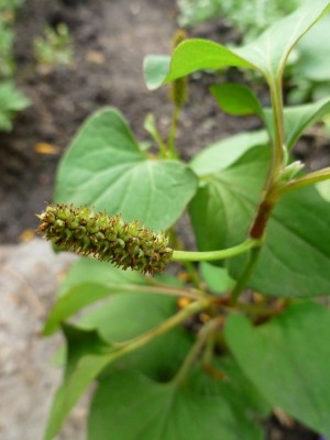 P1020307 (Kopie).JPG