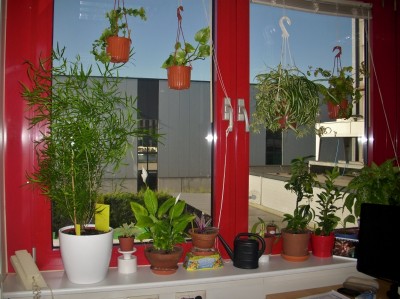Fenster am Arbeitsplatz.jpg