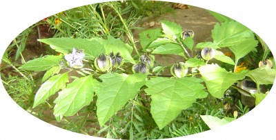 Sommer 2010 und 11-12und 13 002.jpg