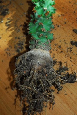 Monadenium 022yy.jpg