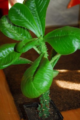 Monadenium 024yy.jpg