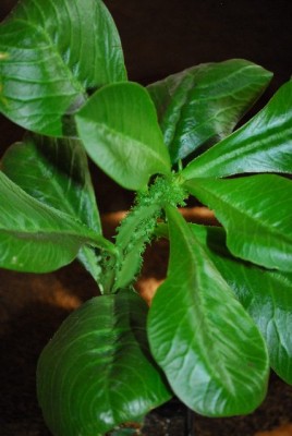 Monadenium 025yy.jpg