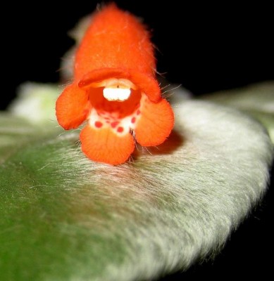 Blüte-B.-Edelweiß.jpg
