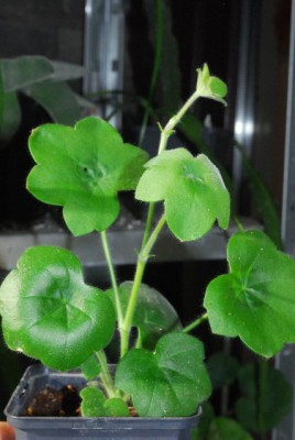 Pellis213 032yy.jpg