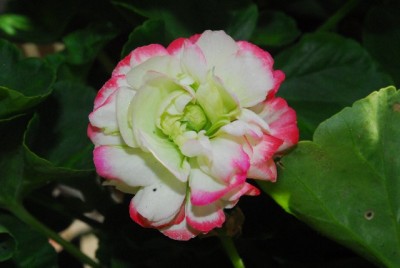 Pellis213 031yy.jpg