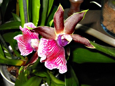 Zygopetalum Artur Elle2.JPG