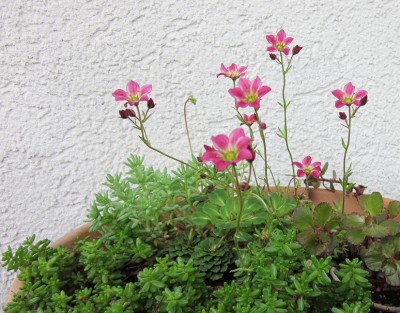 sedum3.jpg