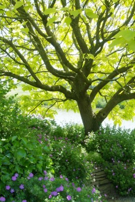 Baum-als-Schattenspender.jpg