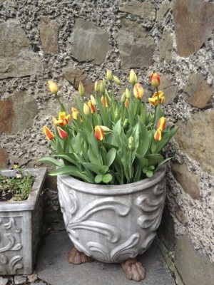 Tulpenkübel.jpg