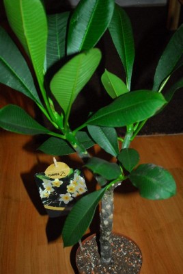 Plumeria213 006yy.jpg