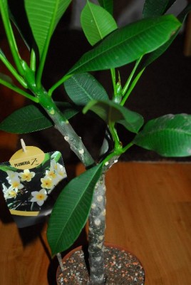 Plumeria213 007yy.jpg