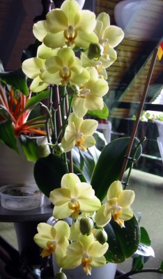 ORCHIDEE gelb4.JPG