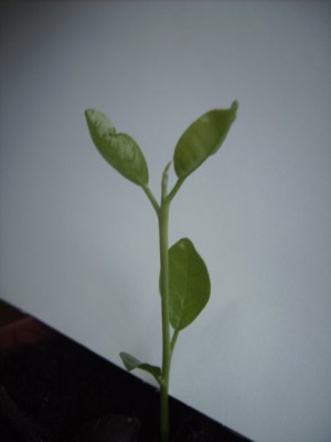 PICT2703.JPG