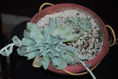 Crassulaceae 073yy.jpg