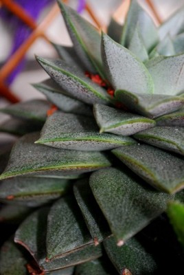 Crassulaceae 084yy.jpg