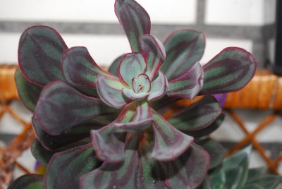 Crassulaceae 078yy.jpg