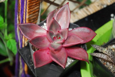 Crassulaceae 077yy.jpg